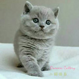 【三顾猫屋】CFA双血统 赛级 英短 蓝猫DD 自留种公英国短毛猫
