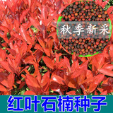 新采红叶石楠种子红罗宾种子 鸀化彩叶种子 红叶石楠球 出芽率高