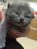 纯种俄罗斯蓝猫立耳短毛猫大脸亲人宠物猫幼猫上海同城
