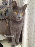 英国短毛猫蓝猫宠物猫咪灰色毛小猫幼猫宠物名品毛个人健康公猫
