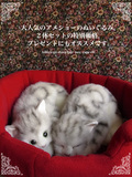 日本高级仿真美国短毛猫毛绒玩具抱枕猫咪娃娃女生生日礼品一对