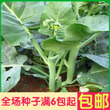 粗条甜芥兰 蔬菜种子青菜盆栽菜籽 阳台庭院种菜四季种子高出芽率