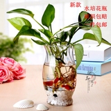 【天天特价】绿箩富贵竹观音竹风信子水仙花水培植物玻璃花瓶鱼缸