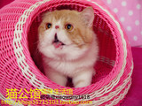 宠物加菲猫红白异国短毛猫水滴眼公猫DD纯种小猫咪------（展示）