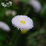 白晶菊花种子 小白菊阳台庭院盆栽种子白雏菊花卉花籽 耐寒花期长