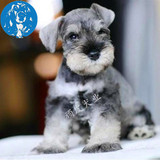 北京出售纯种椒盐色雪纳瑞幼犬 疫苗驱虫已做 白胡子犬 宠物狗狗