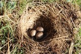 孔雀珍珠鸡贵妃鸡受精蛋可孵化七彩山鸡种蛋受精蛋野鸡种蛋土鸡种
