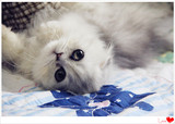 银白色云系2015上海转让托运高地折耳银渐层长毛宠物猫幼猫金吉拉
