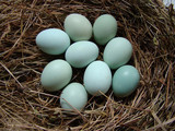绿壳蛋鸡种蛋,受精蛋孵化用蛋,散养,限量,甩卖,农家土特产