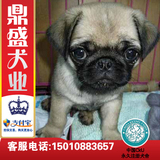 北京犬舍出售纯种八哥幼犬狗/家庭犬/宠物犬/宠物狗狗支付宝包邮