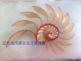 稀少漂亮玫瑰鹦鹉螺，地中海天然贝壳海螺，收藏标本螺