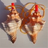 天然海螺贝壳超大海螺号 响螺号 海螺贝壳工艺品创意礼物儿童玩具