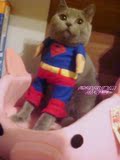 【猫用品专卖】超级可爱 超萌 耍CUTE宠物衣服 猫衣服 猫咪超人装