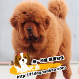 出售黑色狮头藏獒红色铁包金臧獒幼犬獒园直销纯种健康宠物狗K1