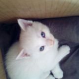 宠物活体小猫咪 纯种蓝眼重点色猫幼猫幼崽包健康