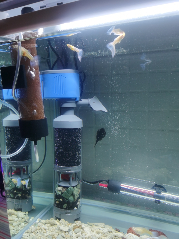 鱼马桶鱼缸内置过滤器粪便收集分离器上滤养鱼神器氧气循环泵一体