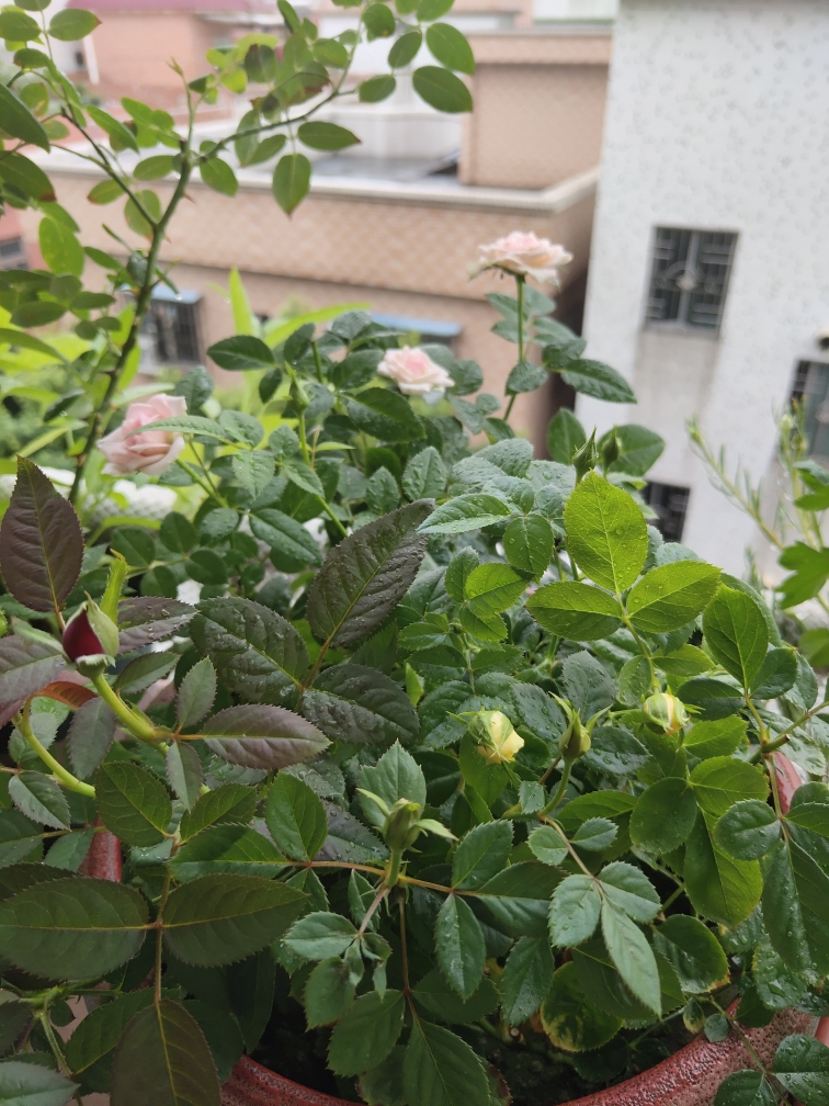 红杀月季花常用药套装红蜘蛛蚜虫专用药杀虫剂白粉病黑斑病杀菌剂