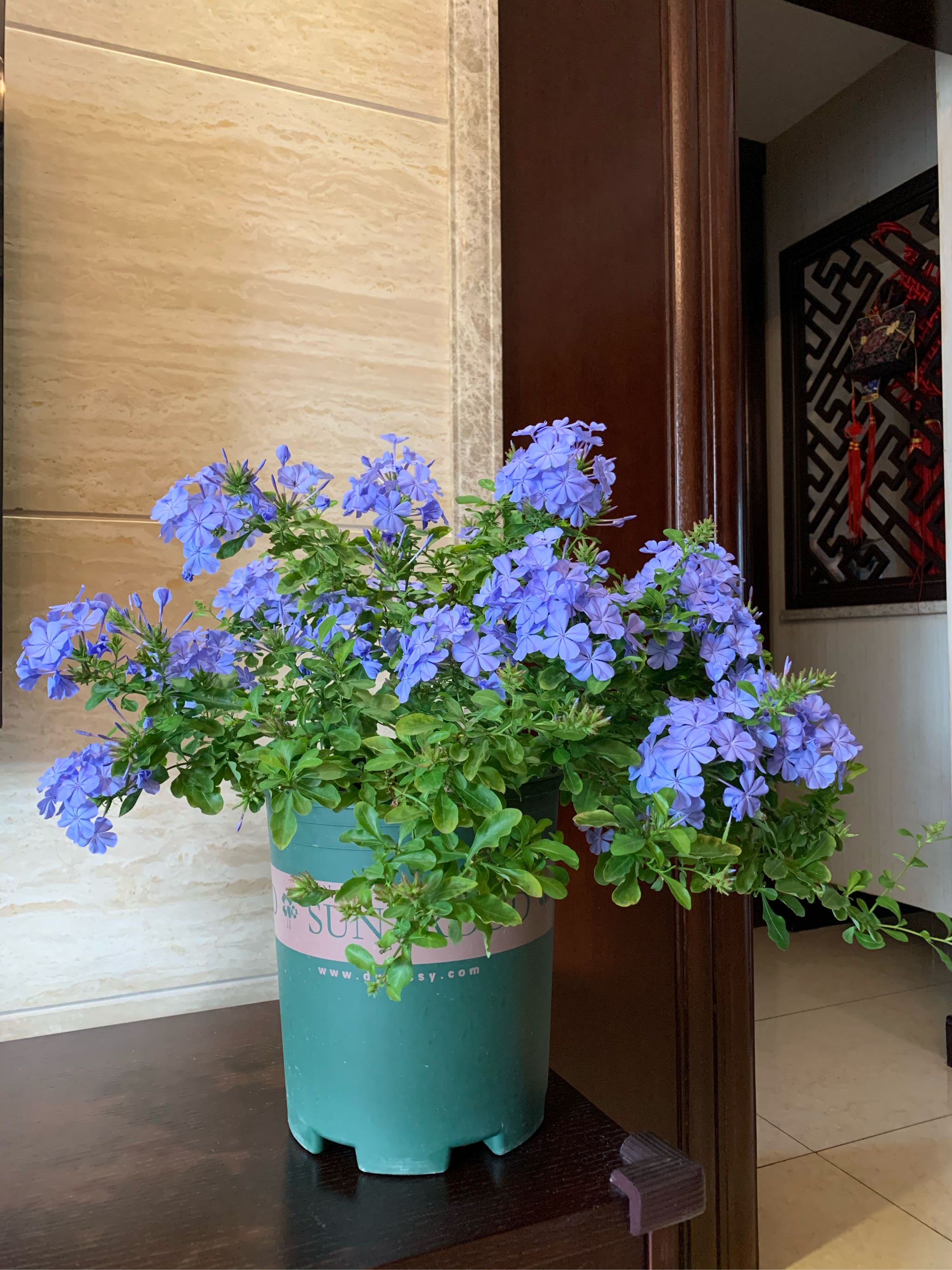 蓝色的花卉有哪些[15种蓝色的盆栽花]-优刊号