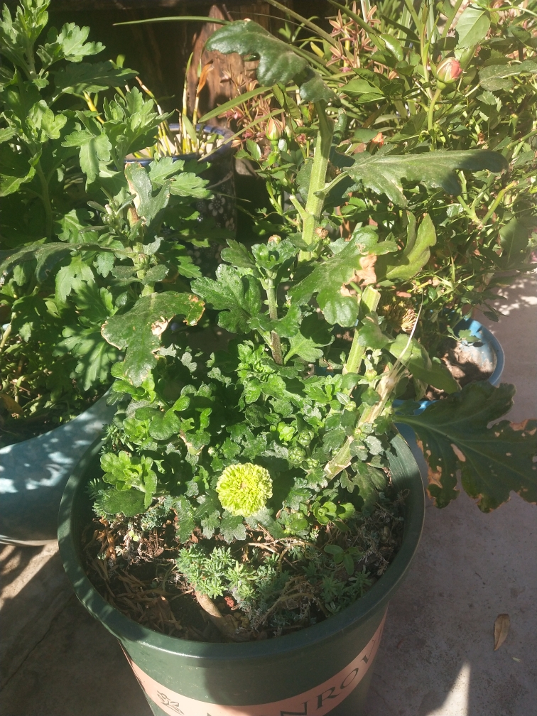 乒乓菊盆栽重瓣球菊花苗室内阳台开花植物带花花卉花期