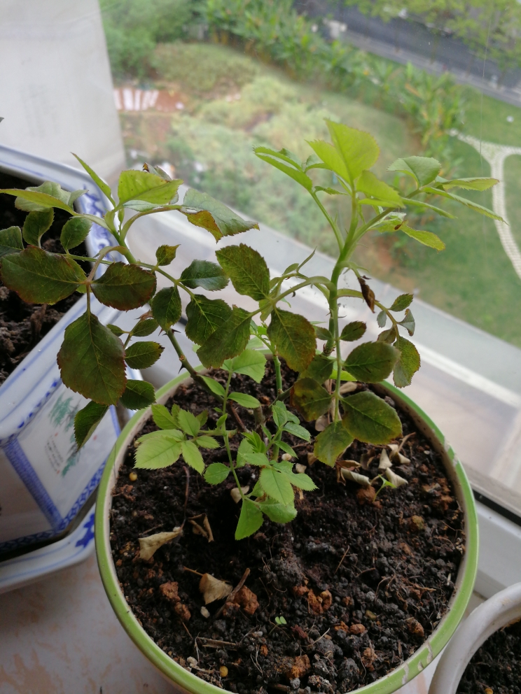 蔷薇花苗爬藤四季开花庭院藤本月季花苗大花爬墙植物
