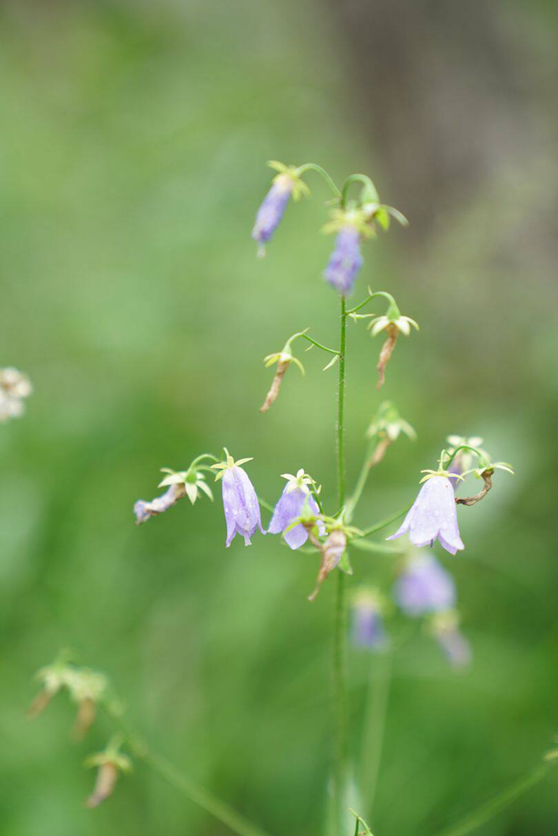 Domestic AIGLE counter mens fast dry anti-UV casual pants K524I K524C BARADO