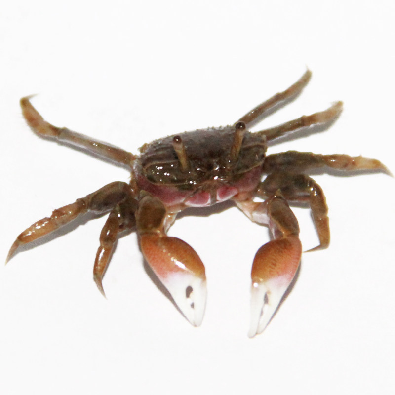 Crab tank with hexagonal dinosaur fish tortoise water land two-use fish tank worm de-algae freshwater crab crawl bottom Europe