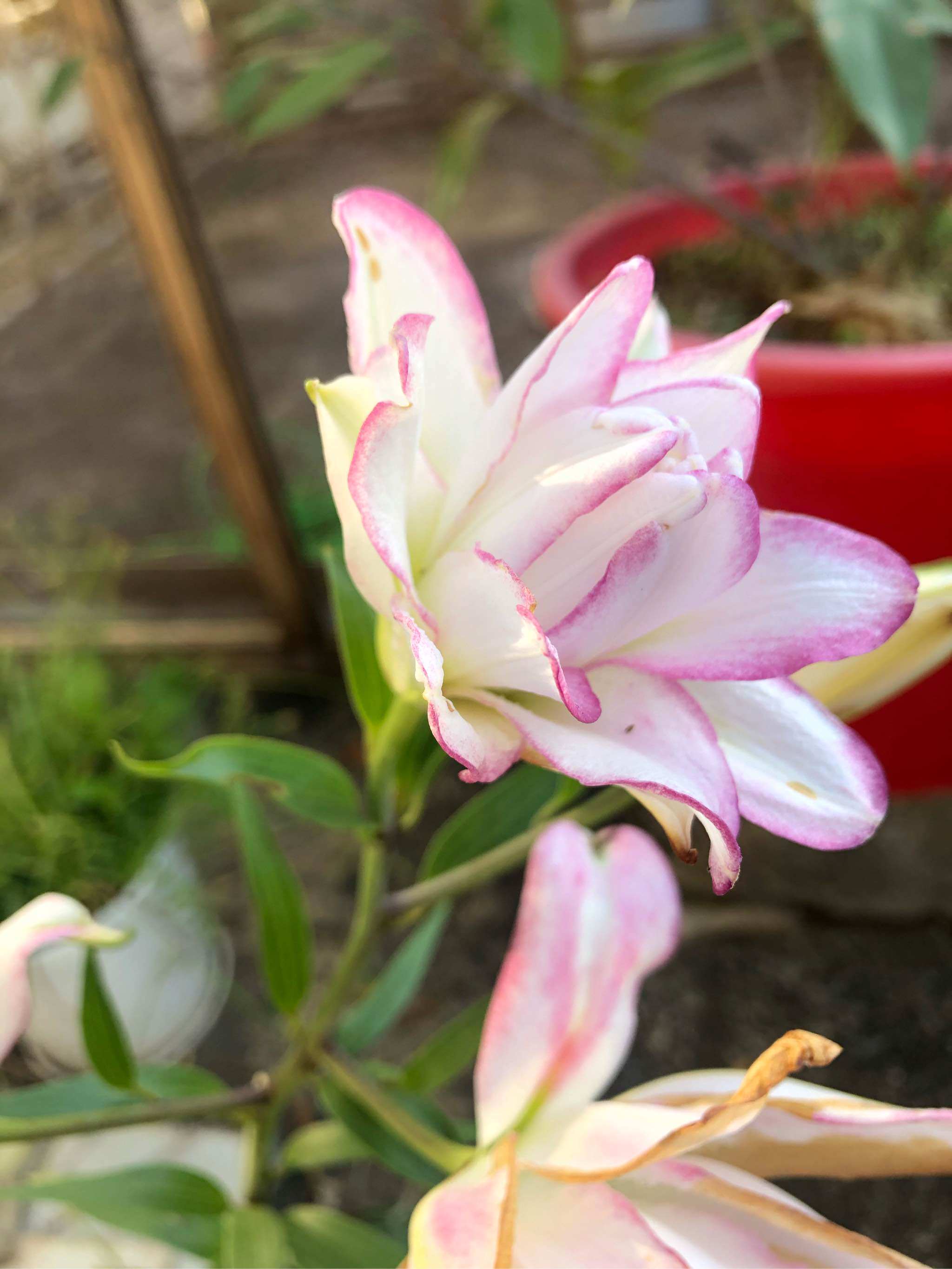 进口重瓣香水百合种球进口百合花种球香水百合球四季多头2份包邮