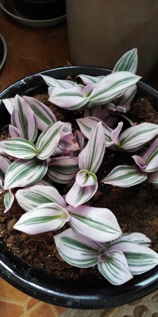 吊兰盆栽油画婚礼胭脂云观叶植物绿植盆栽网红花卉办公室桌面盆栽