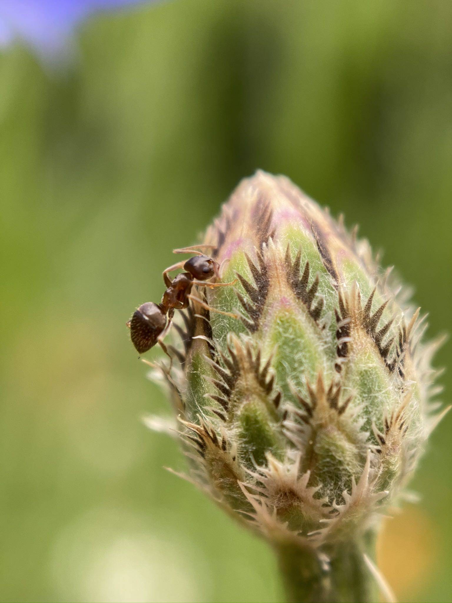 iphone11pro镜头苹果12 mini广角 微距 鱼眼 长焦镜头 iphone 11pro