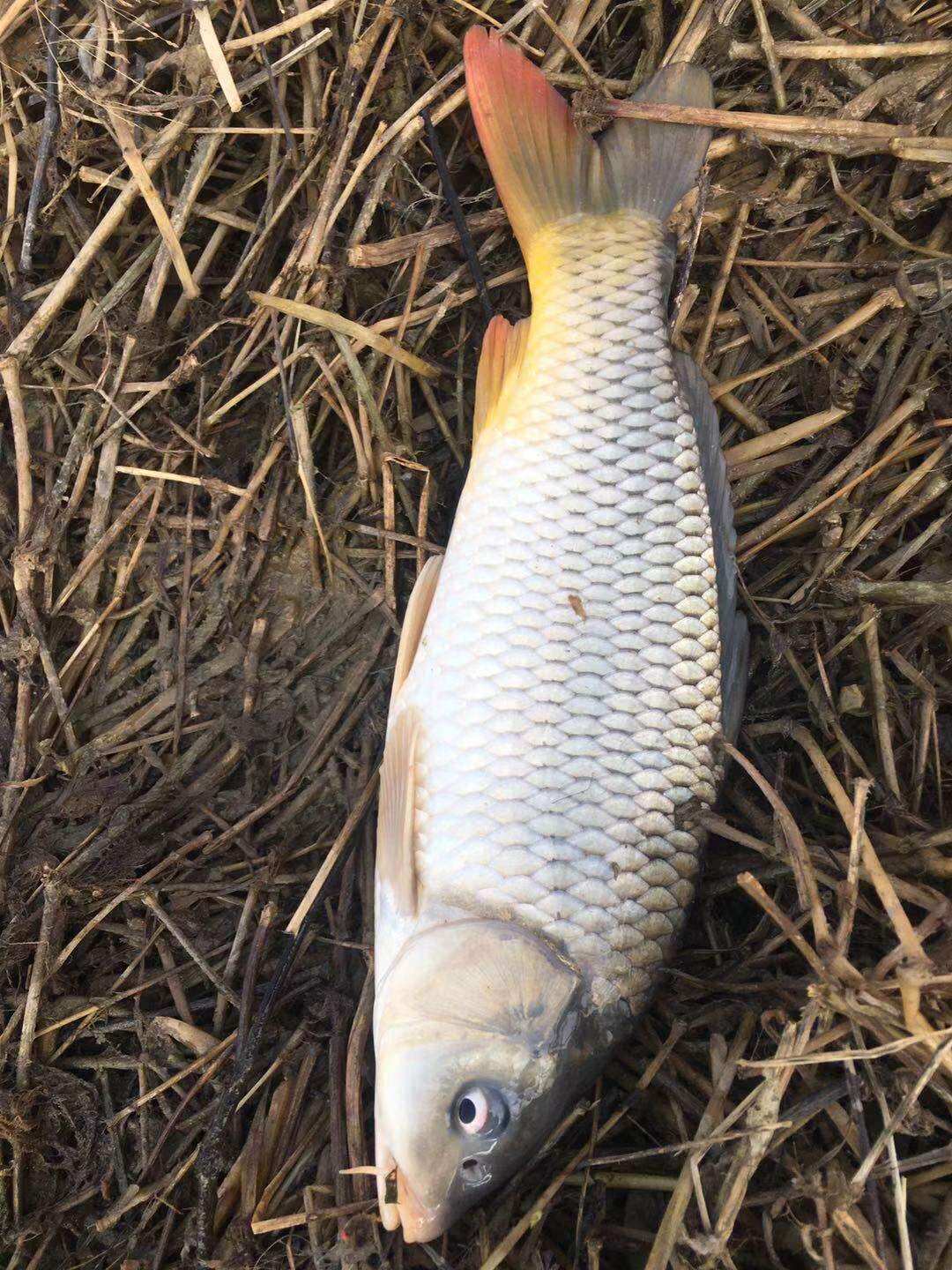 澳西尼品牌十大名牌青鲟鱼竿手杆超轻超硬轻量版化10米巨物大物杆